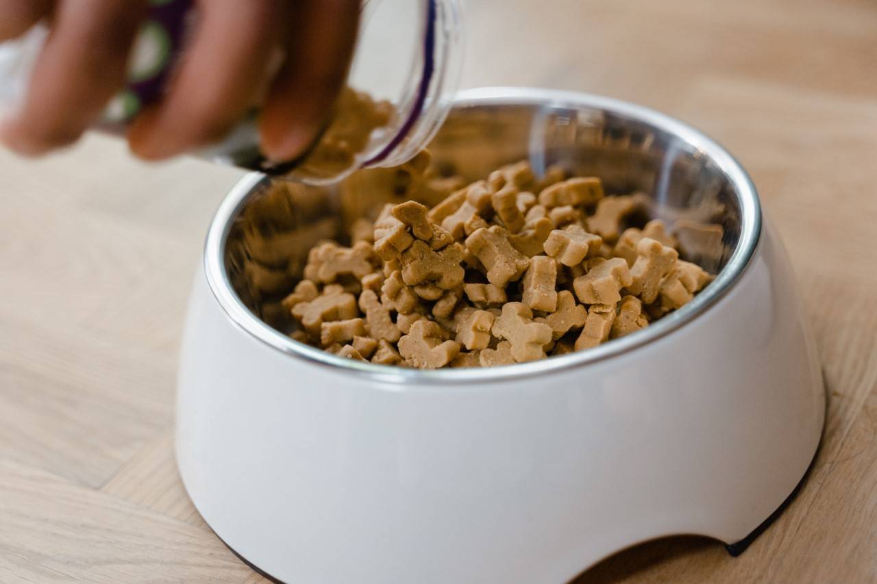 Best Dog Food For A German Shepherd Puppy